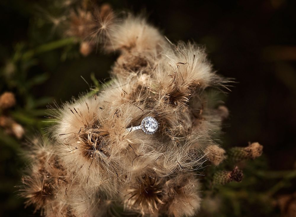 Diamond engagement ring sitting in fluffy flower in Calgary, Alberta