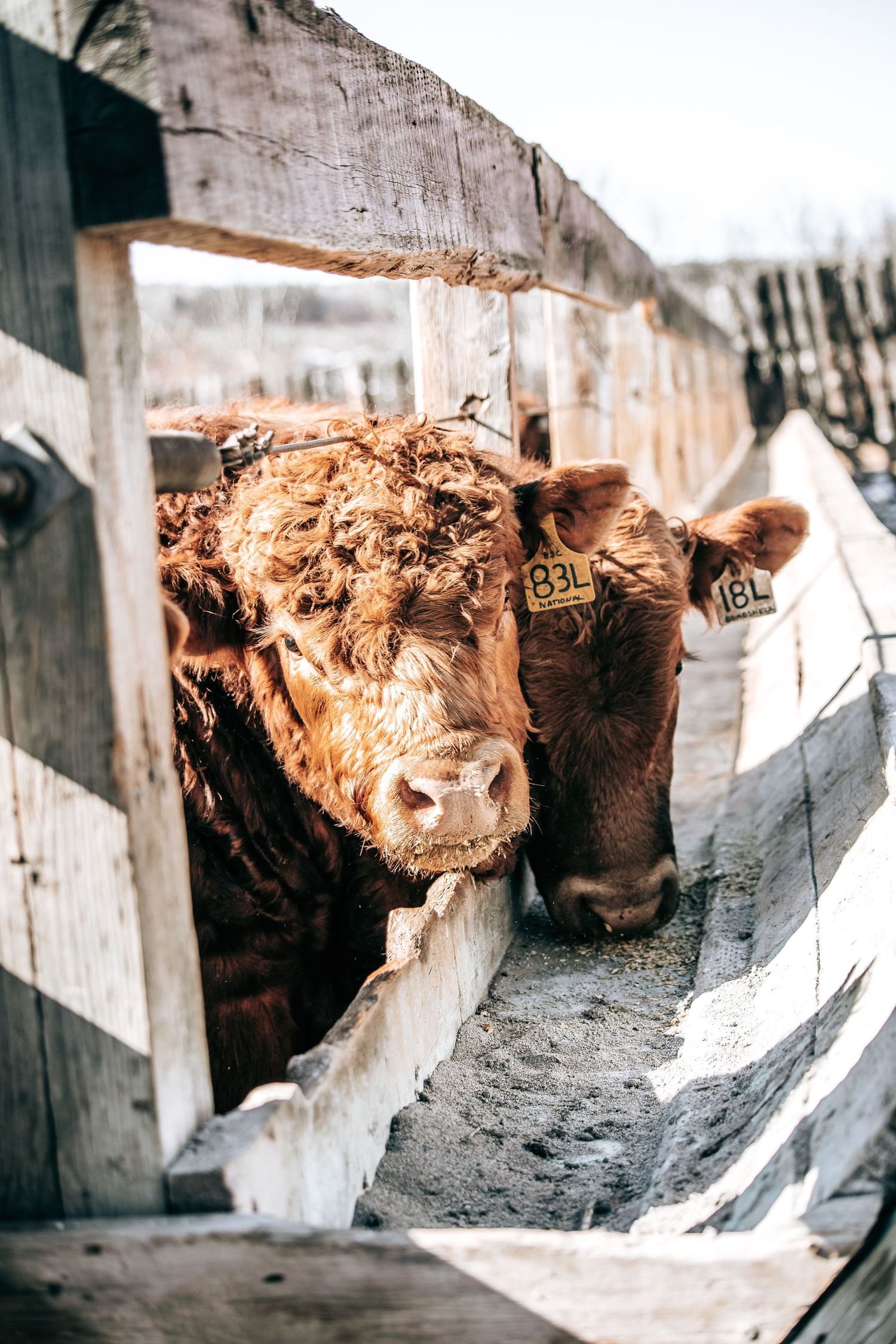 Two brown curly-haired beef cattle peering through white wooden fence rails in winter.