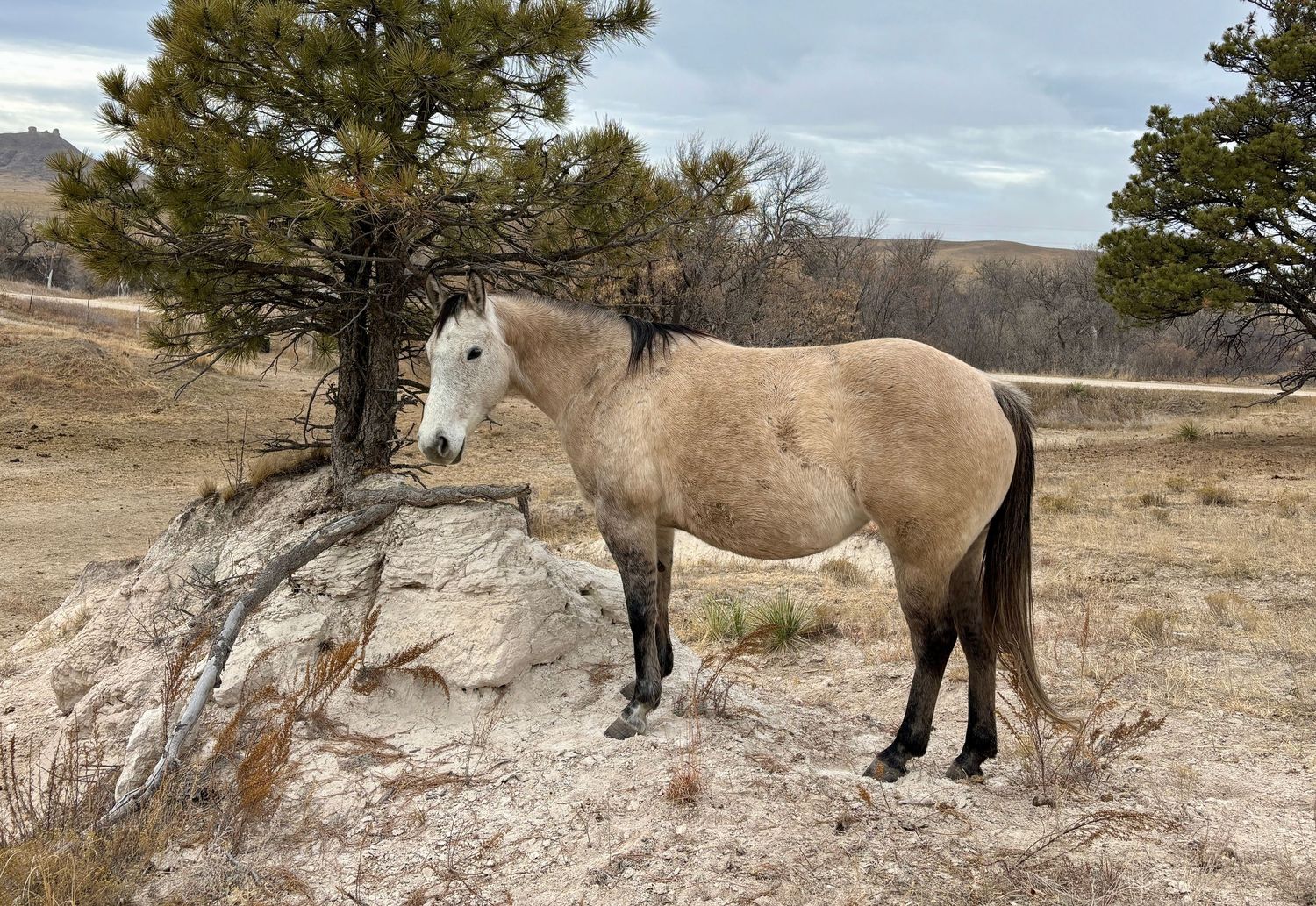 grey horse standing on a hill