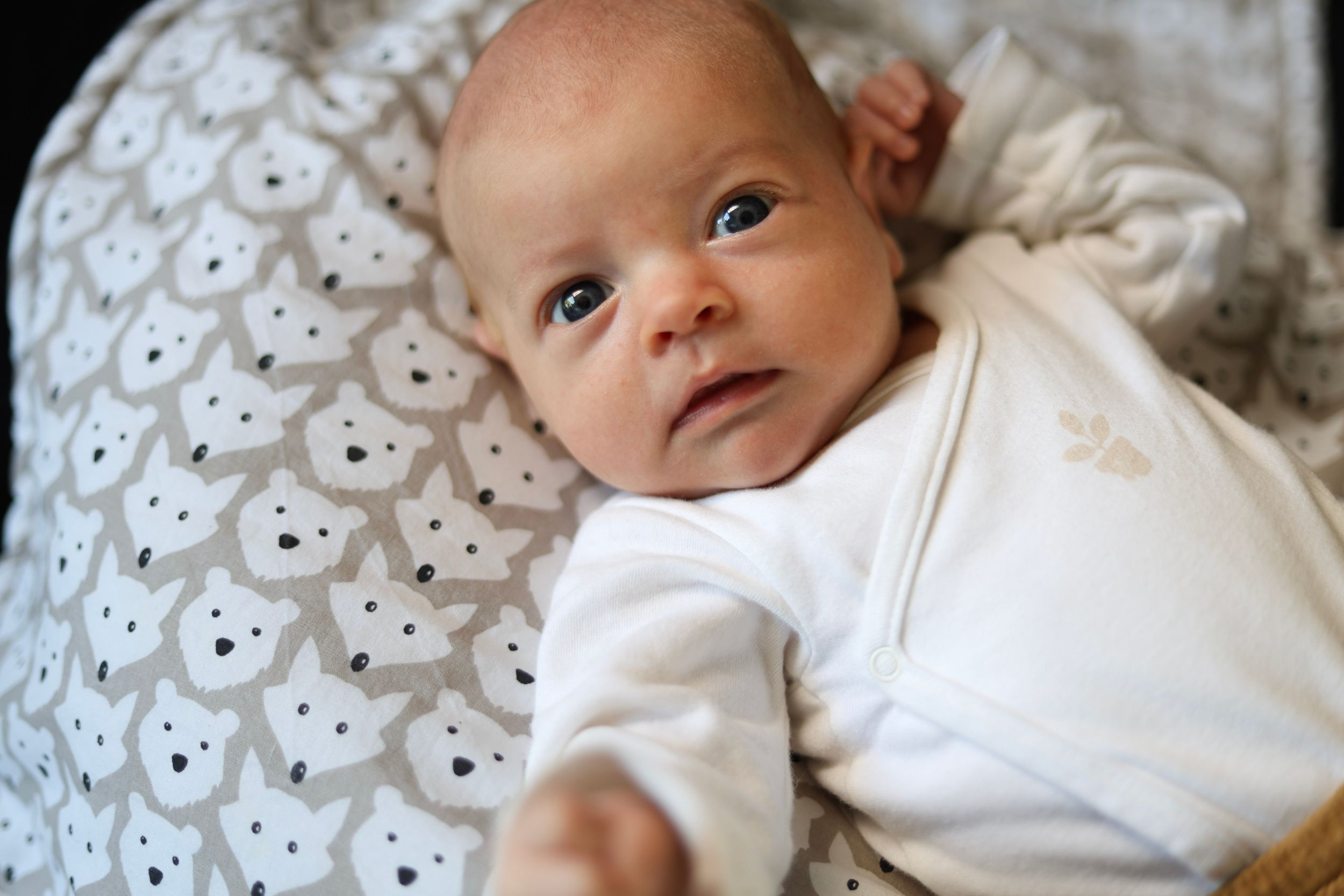Portrait éveillé de nouveau-né aux yeux ouverts lors d'un shooting photo bébé en Ille-et-Vilaine.
Lumeria Photo