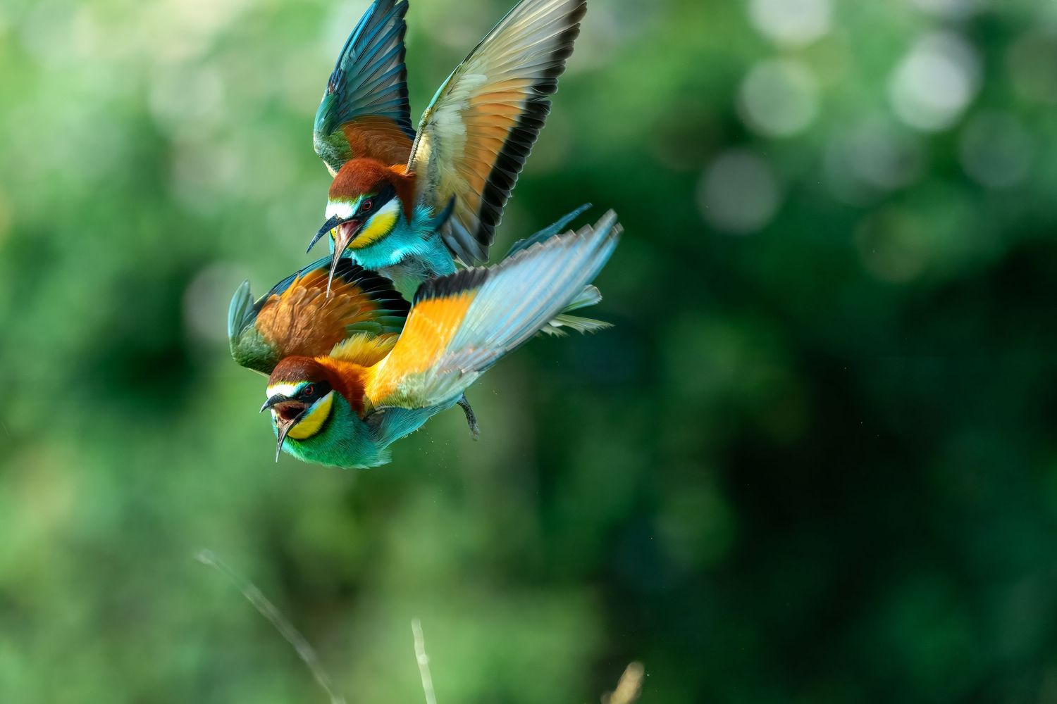 A vibrant hummingbird hovers near green foliage while feeding from a bright orange flower in a garden setting.