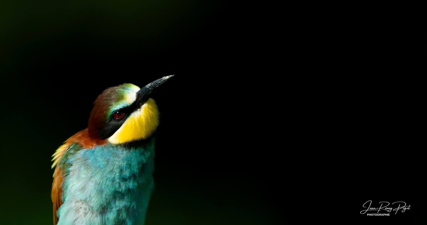 A colorful kingfisher bird perched against a dark background with its distinctive orange and blue plumage.