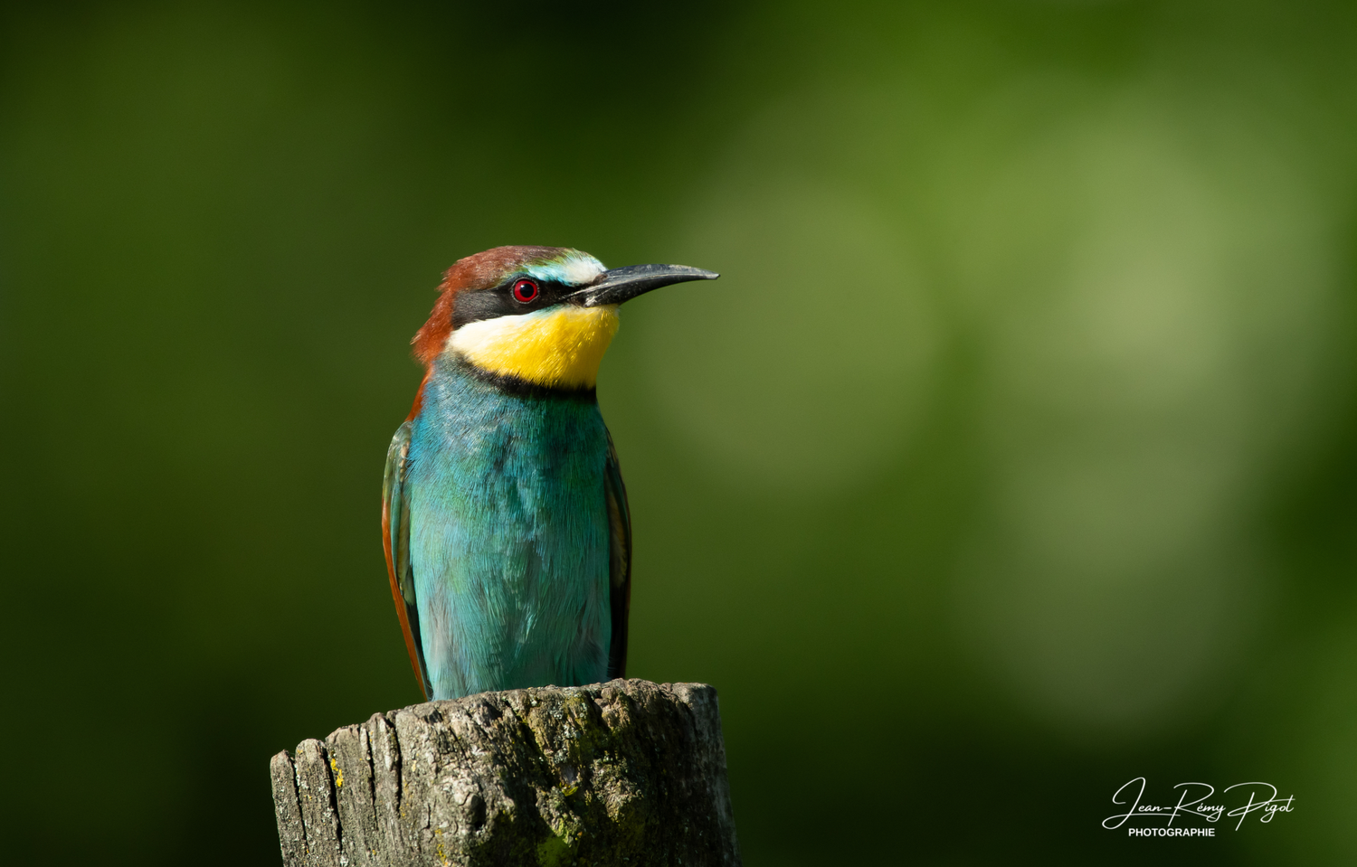 A vibrant kingfisher bird perched on a wooden post against a blurred green natural background.