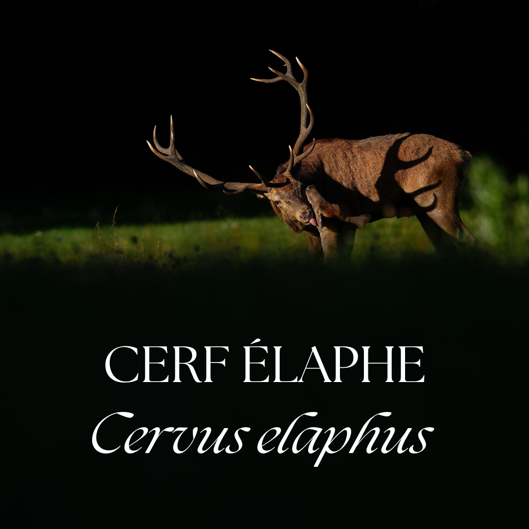 Multiple views of a red deer stag with large antlers against dark backgrounds showing scientific name Cervus elaphus.