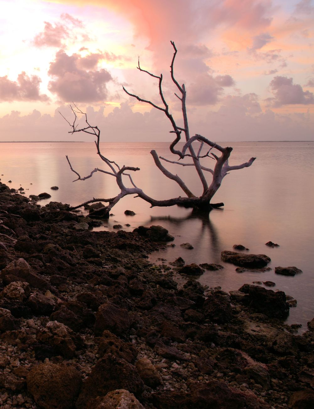 A leafless, weathered tree rises from calm coastal water beneath a pastel sunset sky painted in soft pinks, oranges, and purples.