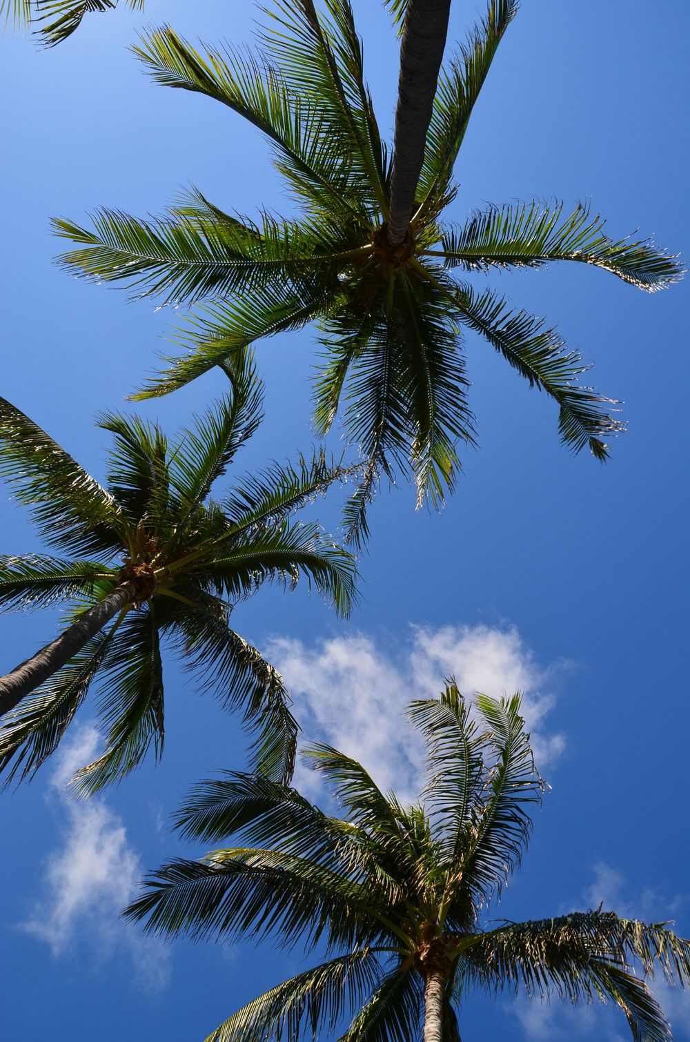 Tall palm trees stretch toward a bright blue sky, their green fronds fanning out against soft white clouds.