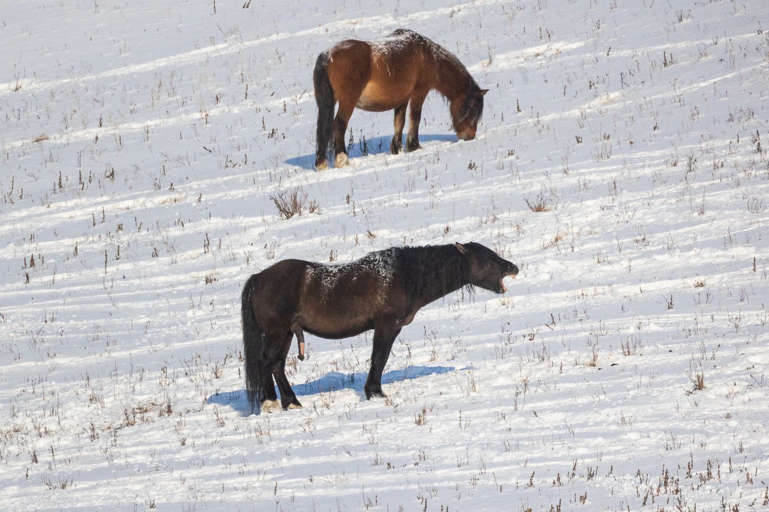 Two horses grazing on a snowy hillside slope in a cold winter landscape.