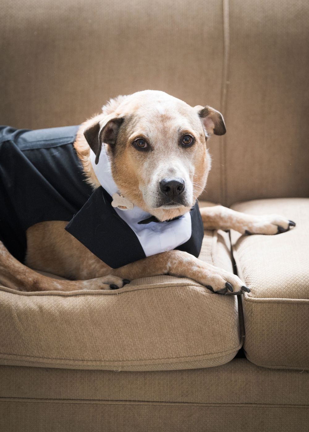 Adorable dog in formal attire rests peacefully on a beige couch.