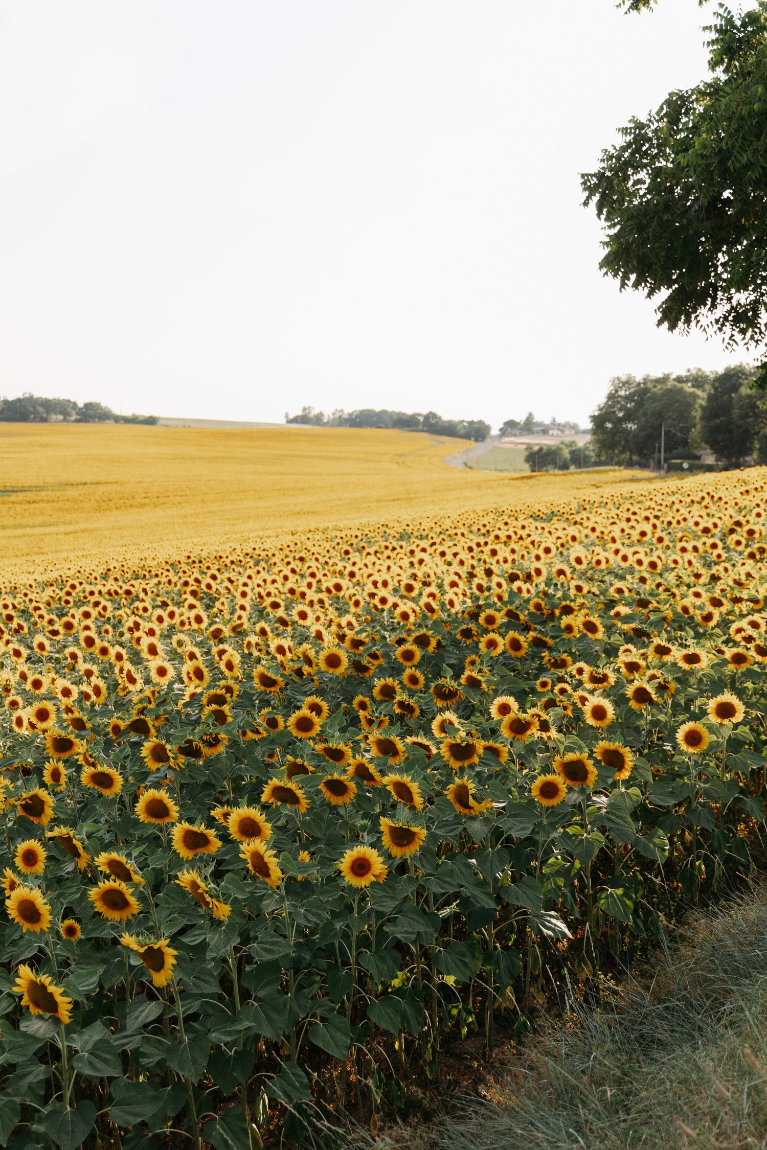 Expansive sunflower field beside golden wheat fields with trees on the horizon.