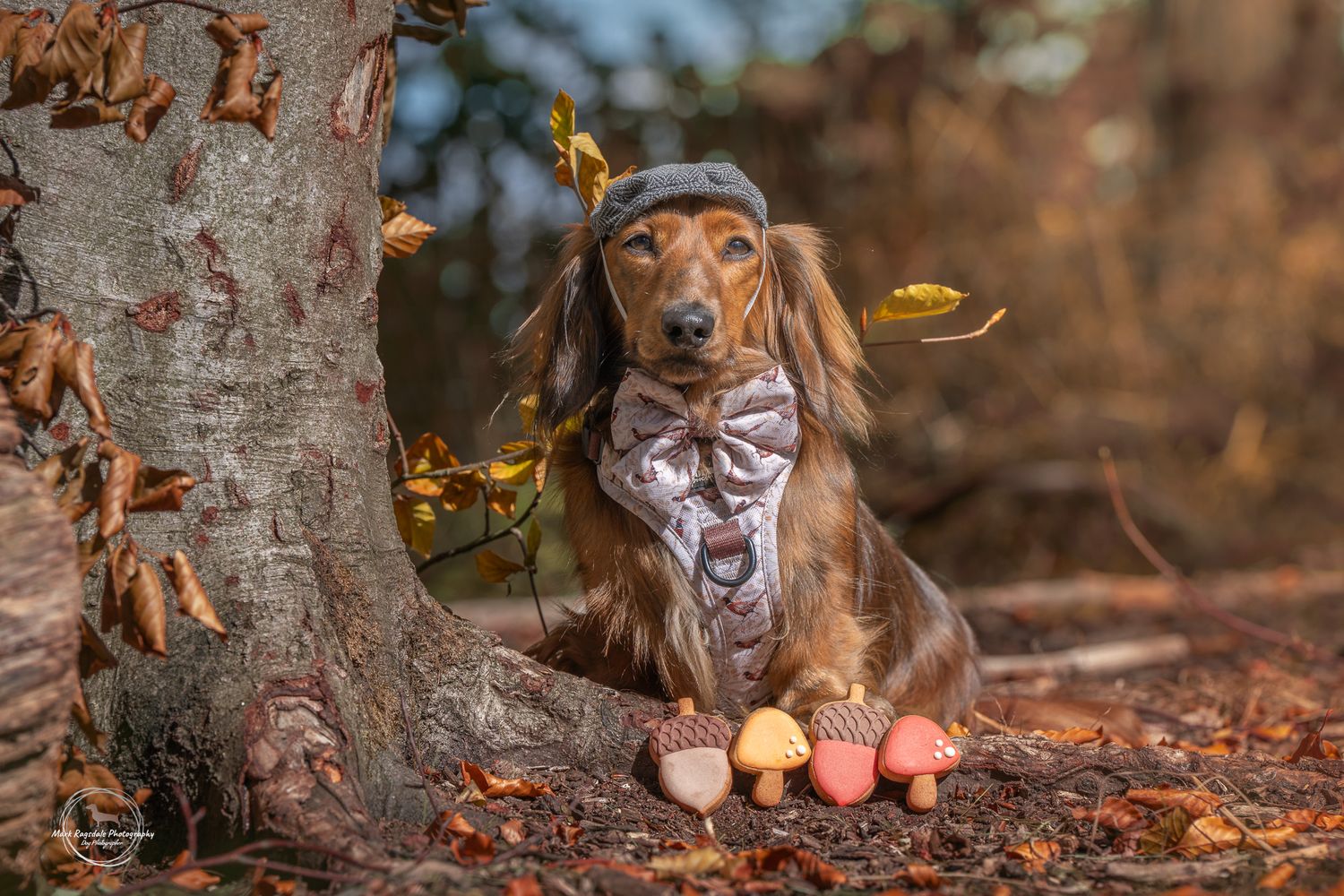 A mini dachshund sits near a tree trunk in autumn with fallen leaves scattered on the forest floor.