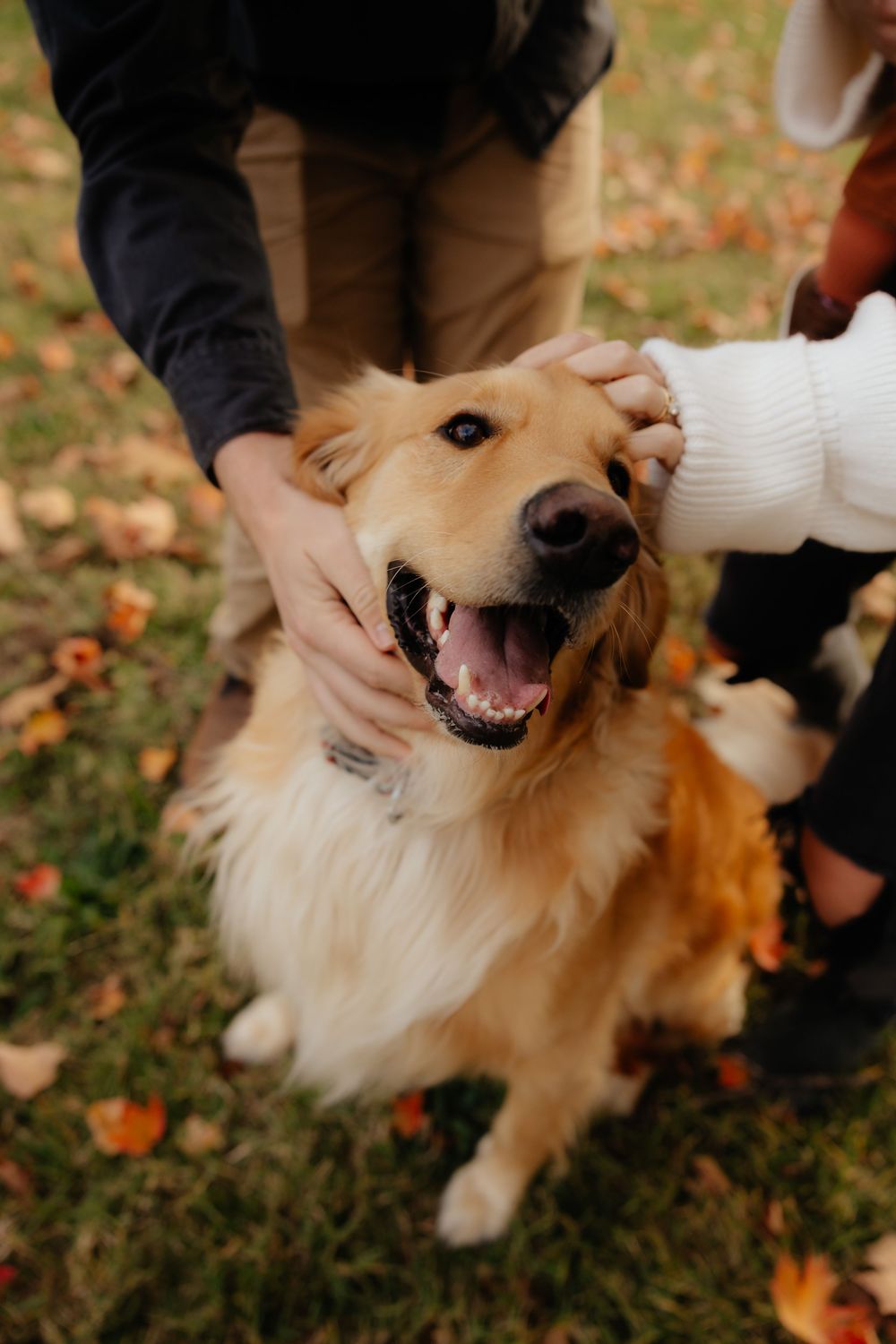 Happy golden retriever dog smiling and being petted outdoors in autumn setting.