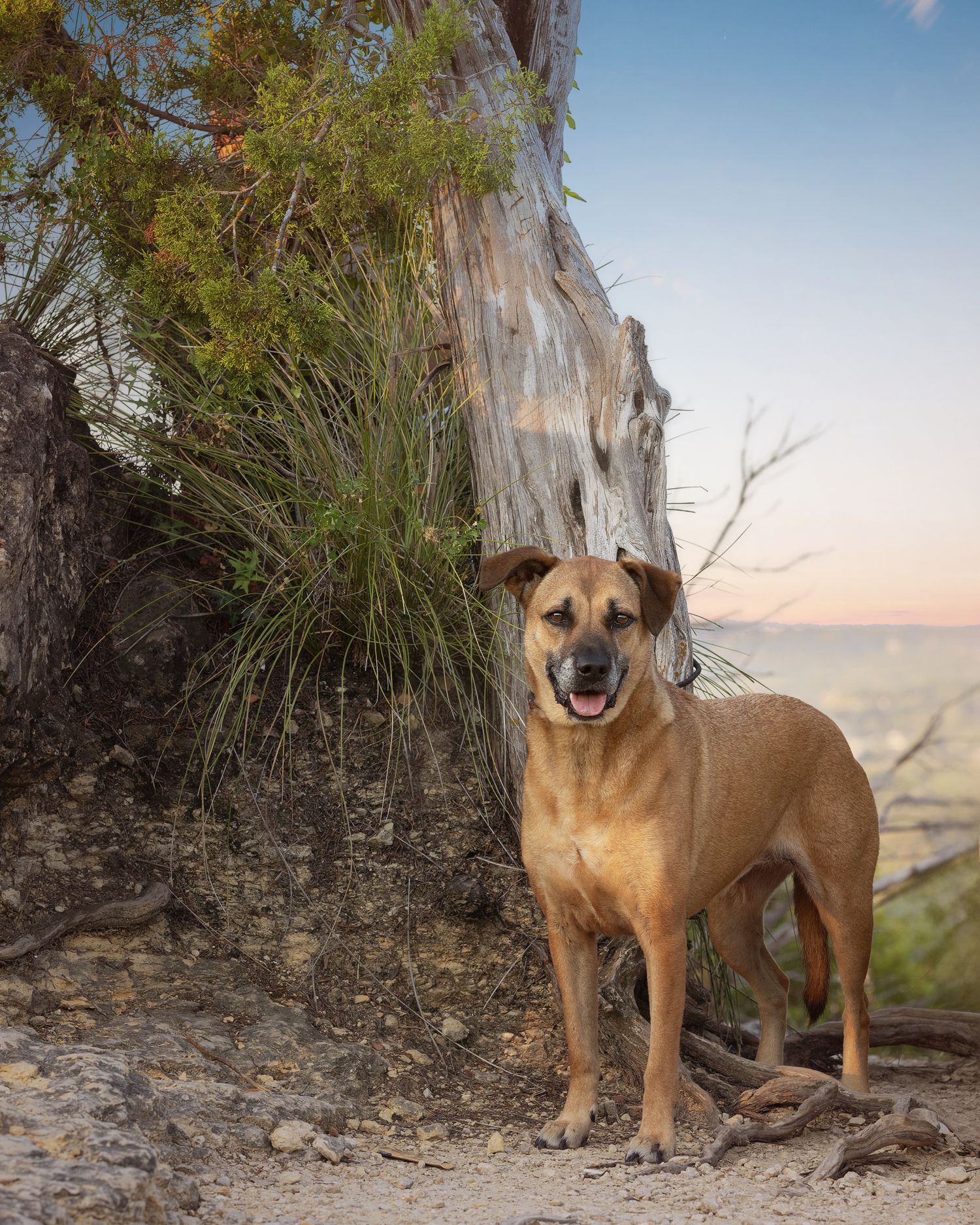 Brown dog stands alert against rocky outcrop with trees and sky in background during golden hour.