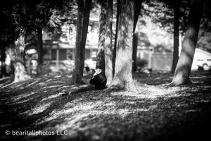 Black and white panoramic view of trees casting shadows across a grassy landscape.