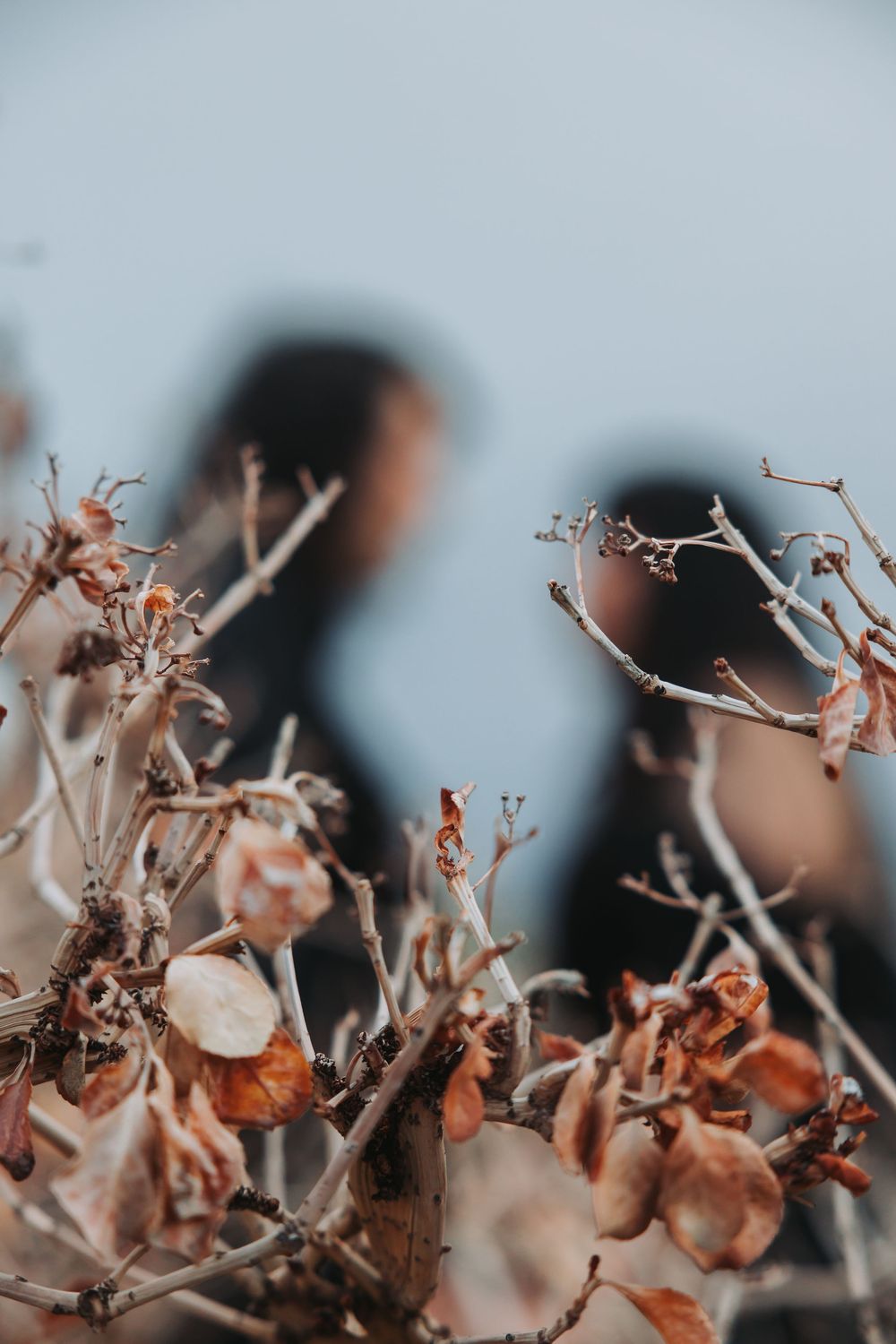 Dried autumn flowers and twigs with delicate branches against a soft blurred background.