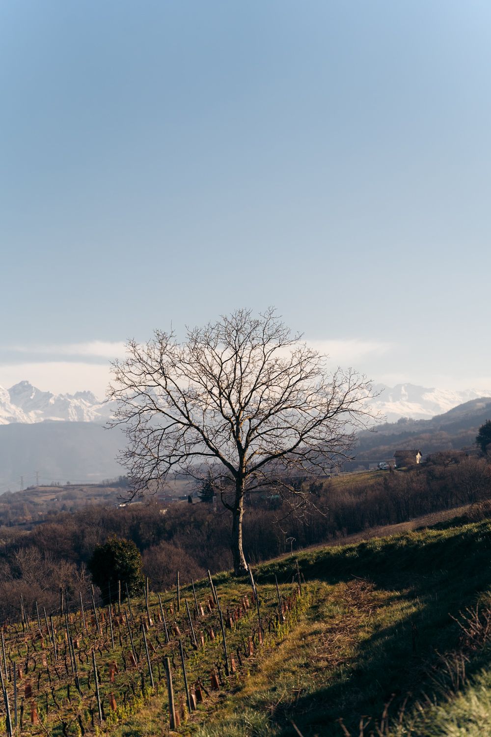 Arbre dans des vignes autour de Chambéry