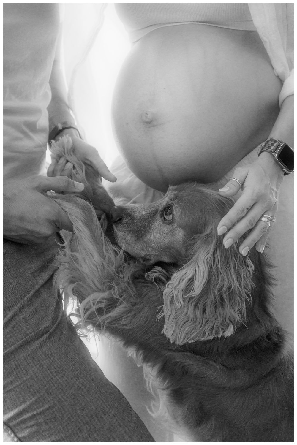 Close-up black and white photo of dog nuzzling pregnant woman's baby bump during maternity shoot.