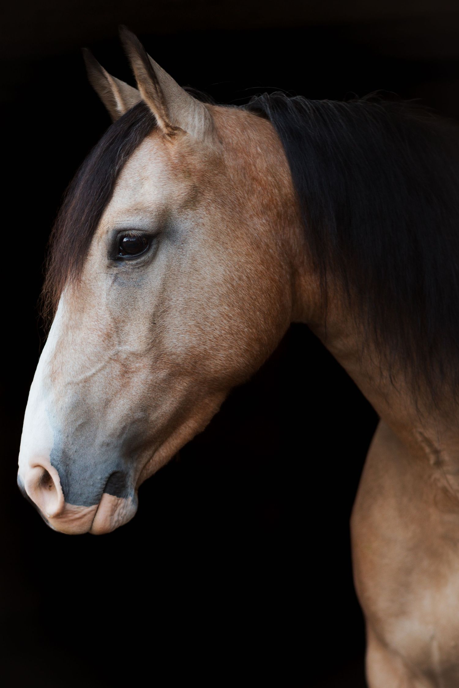 Close-up portrait of a brown horse with a white muzzle and dark mane against a black background.