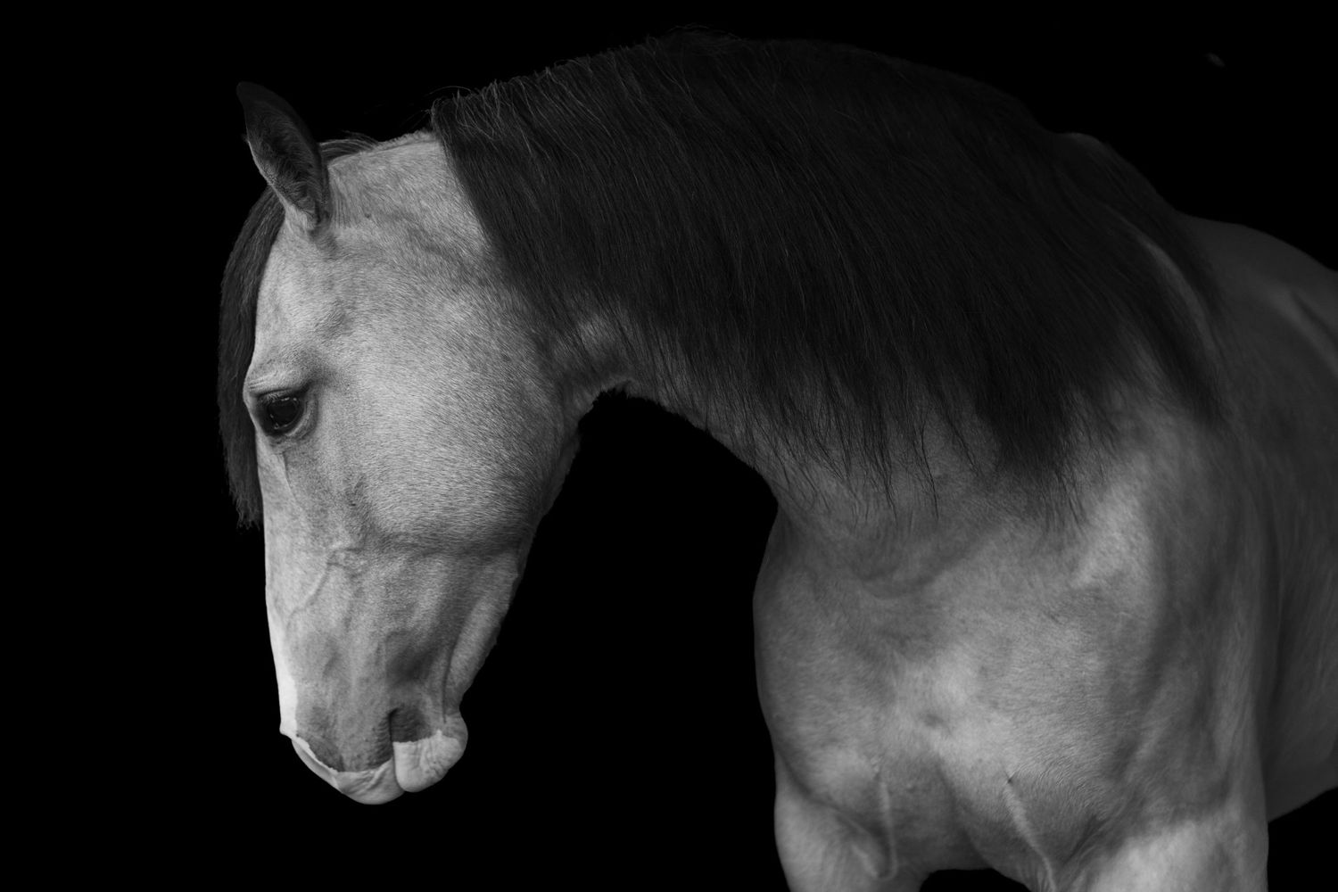 Black and white portrait of a majestic horse against dark background, showcasing elegant neck and flowing mane.