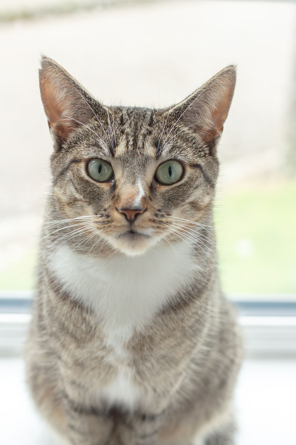 A tabby cat with green eyes and white chest fur sits alertly by a window, gazing directly at the camera.