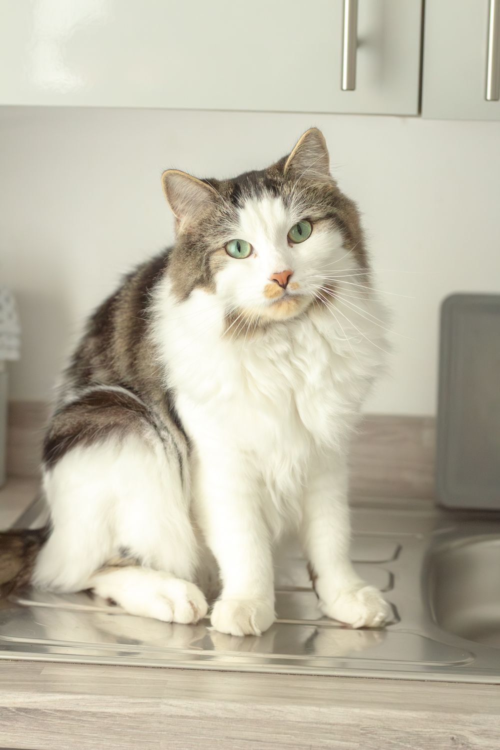 A fluffy white and gray cat with green eyes sitting on a stainless steel kitchen counter.