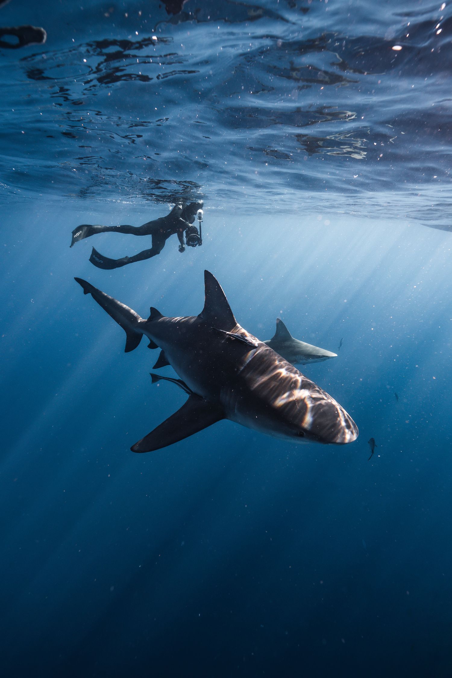 Underwater photographer swimming alongside a large oceanic whitetip shark in clear blue ocean water.