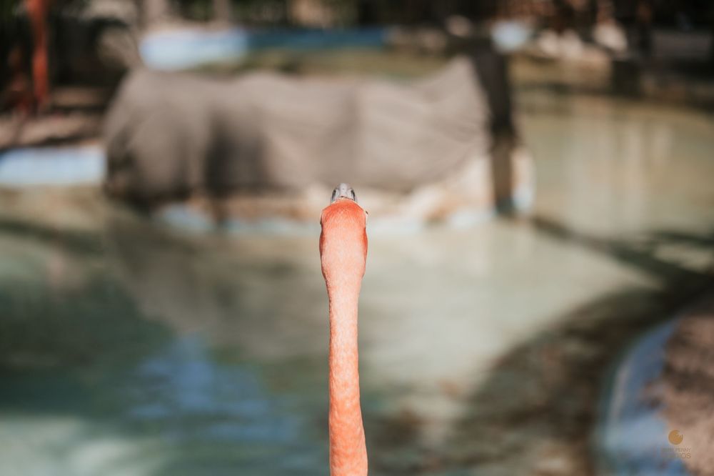 Close-up of a flamingo's neck and beak with a blurred zoo enclosure and elephant in the background.