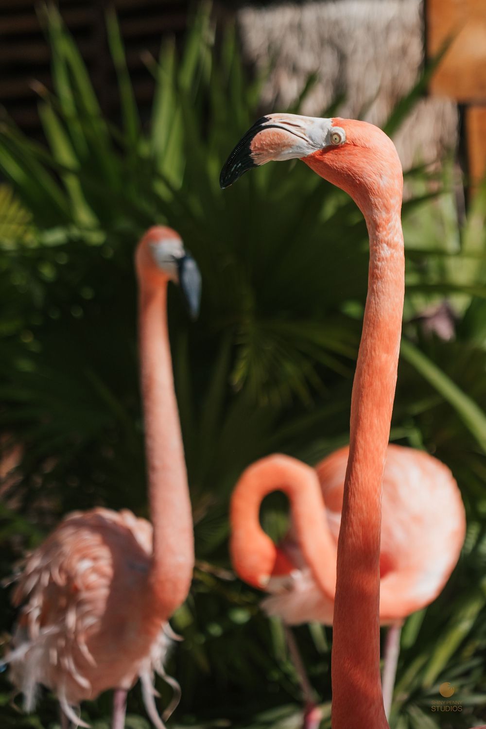 Three vibrant pink flamingos standing among lush green tropical foliage in an outdoor habitat.