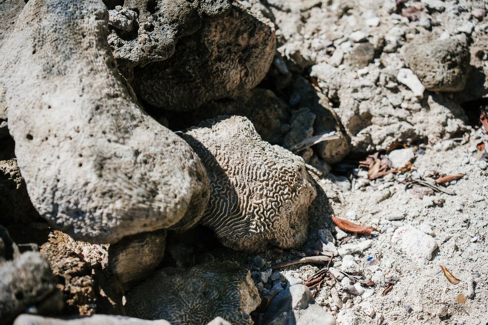 Close-up of textured coral rock formation among gray stones on a sunny tropical beach.