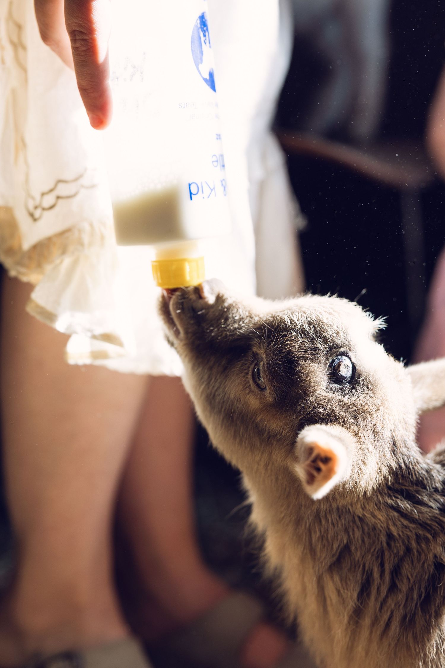 A baby goat being bottle-fed milk by a person, looking up eagerly at the yellow-tipped bottle.