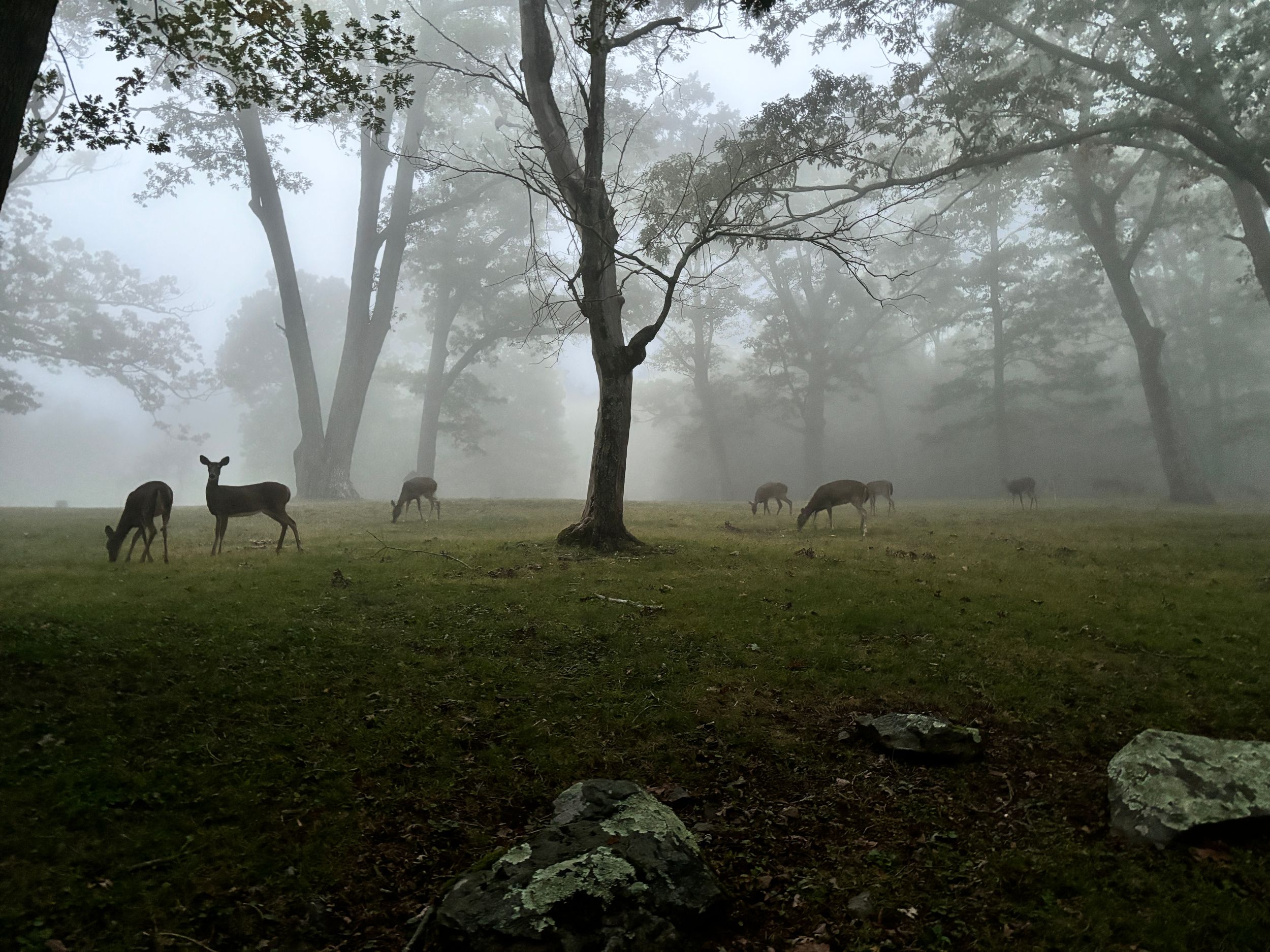 Deer grazing in fog clouds Shenandoah National Park