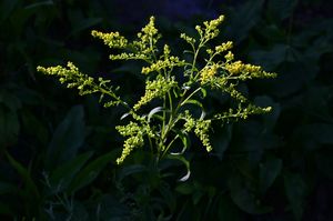 Goldenrod on Skyline Drive Shenandoah National Park