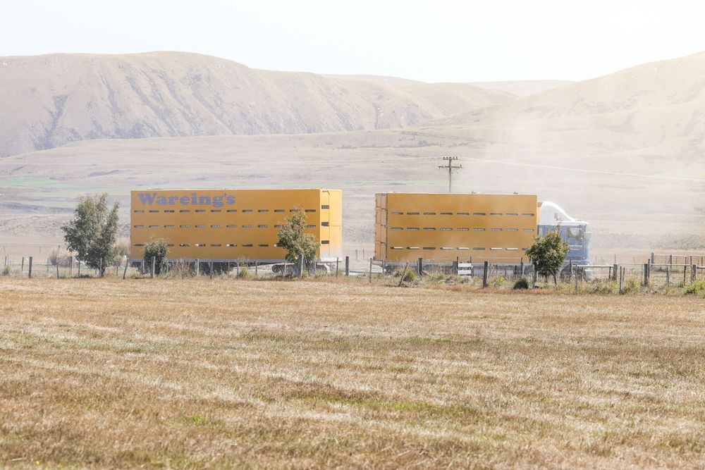 wareings-stock-truck-ashburton-gorge-lamb-sale-2025-dusty-roads-whisky-creek.jpg