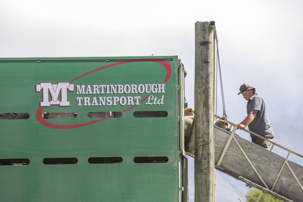 martinborough-transport-ltd-ashburton-gorge-lamb-sale-2025-loading-stock-truck-whisky-creek.jpg