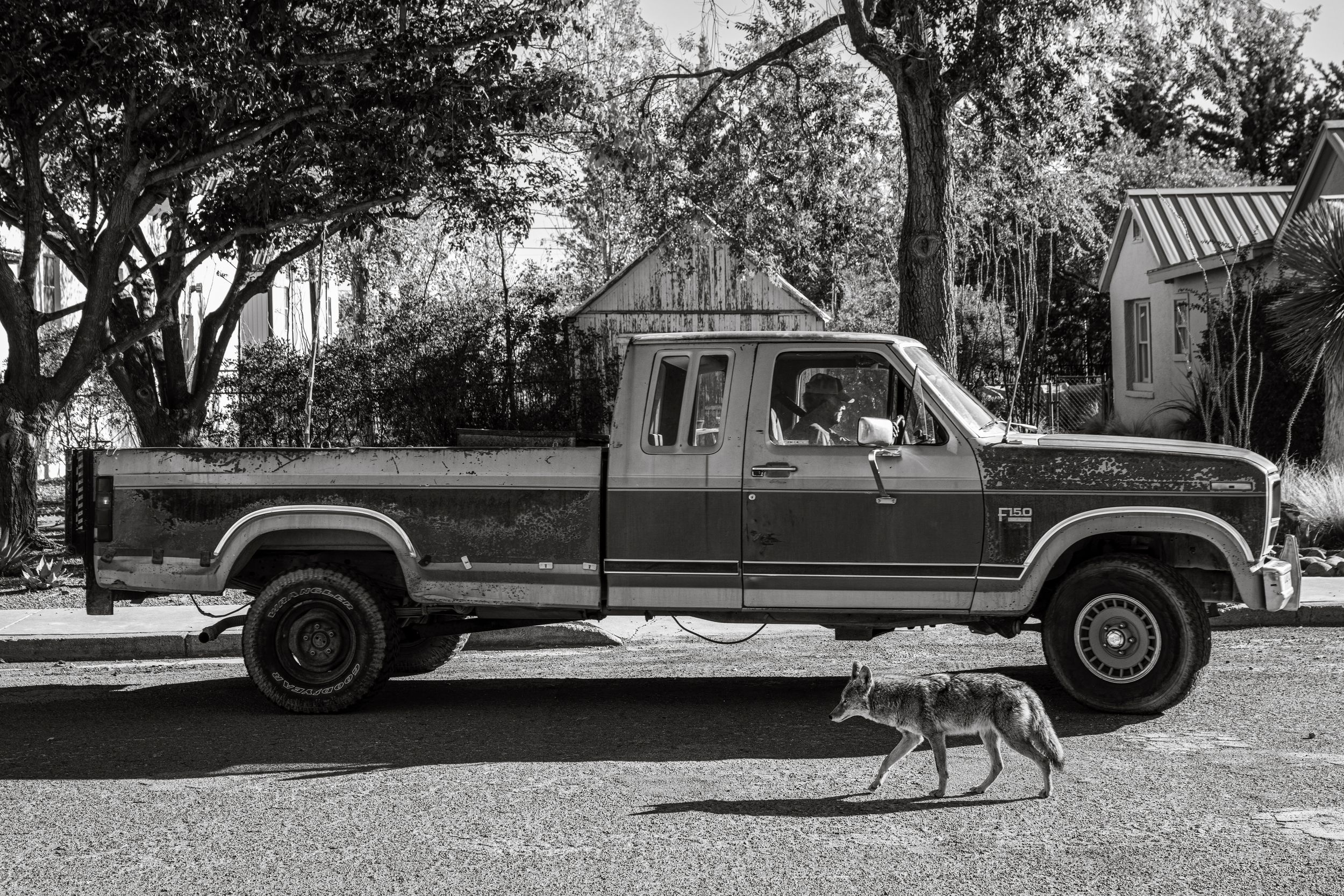 A sequence of black and white photos showing a kangaroo hopping across a suburban lawn.