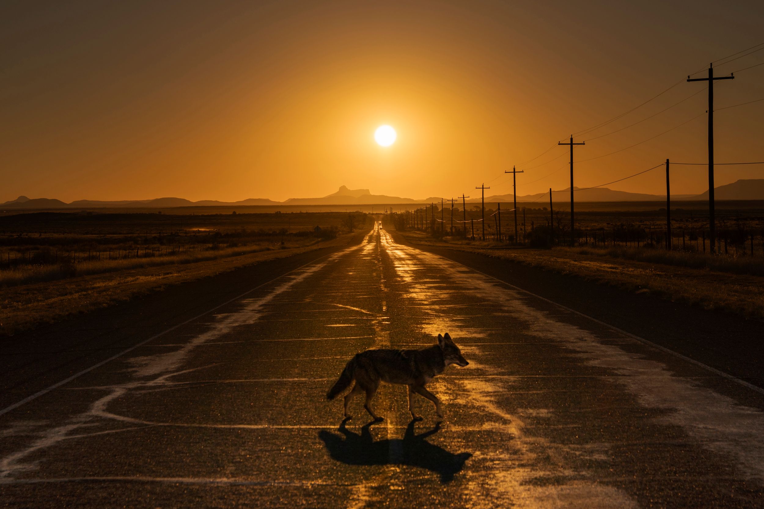 A dog silhouette crosses a rural road at sunset with power lines and mountains in the background creating a golden scene.