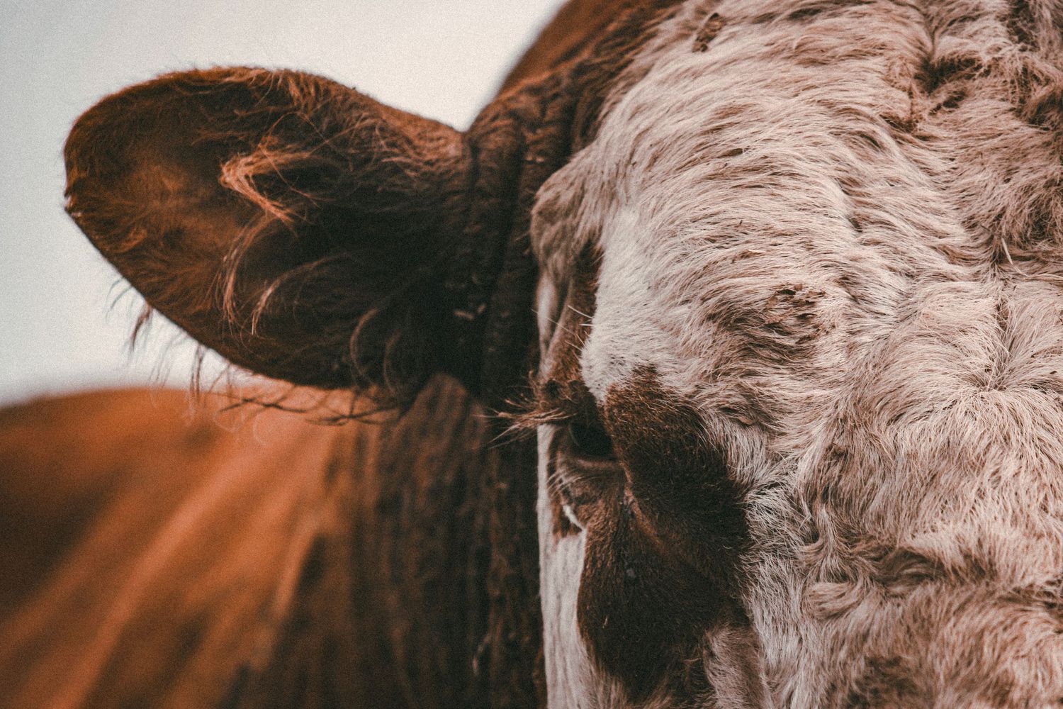 hereford-bull-patch-fine-art-print-whisky-creek-rural-photography.jpg