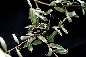 Close-up of green eucalyptus leaves against dark background.