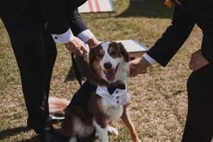 Playful brown and white dog interacting with wedding guests on grassy lawn.
