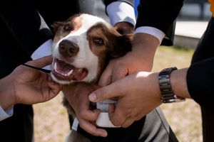 Playful wedding party members interacting with a dog during photo session.
