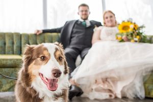 Happy Australian Shepherd dog poses in foreground with couple seated on vintage couch.