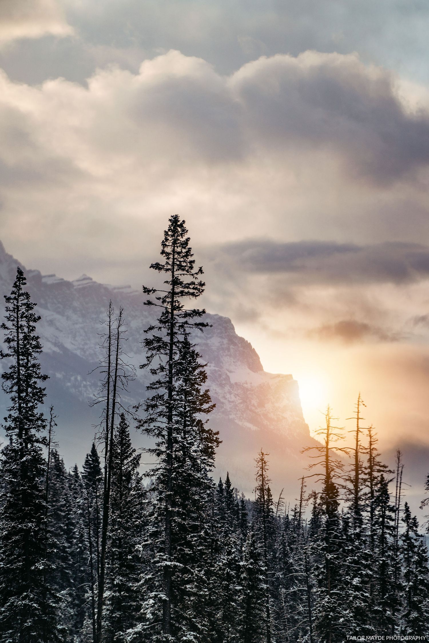 Silhouetted pine trees against a dramatic mountain sunset with snow-covered peaks.