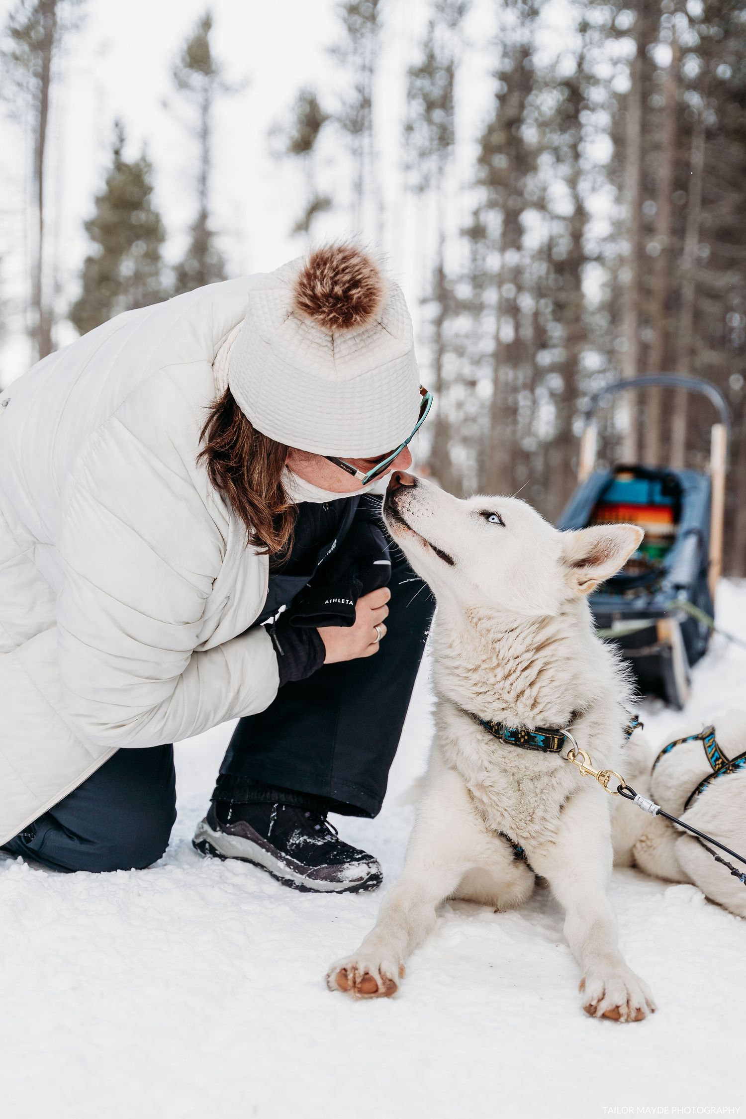 A white husky sled dog interacting with someone in winter snow gear.