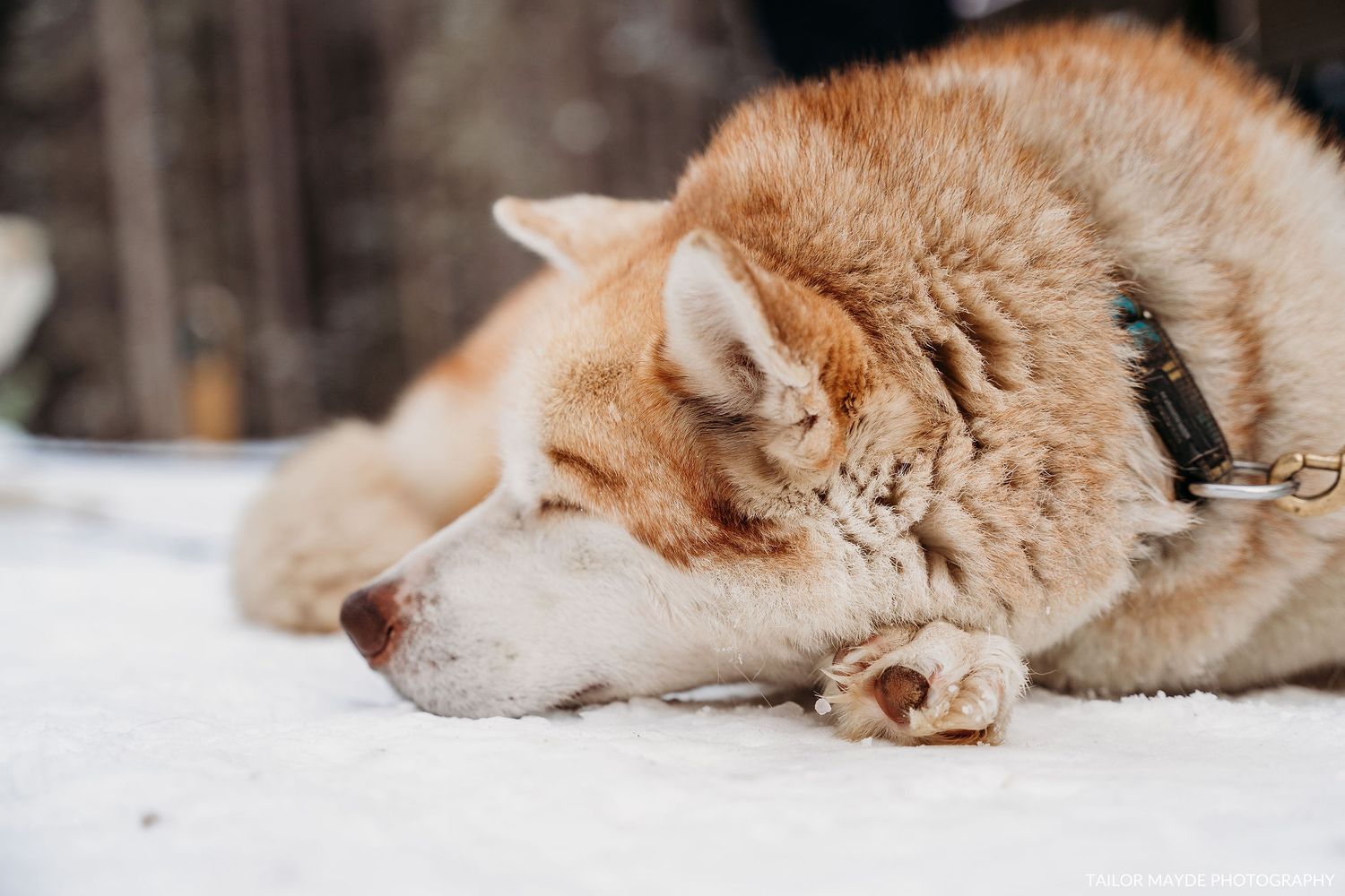 Close-up of sleeping dogs with fluffy fur resting in the snow.