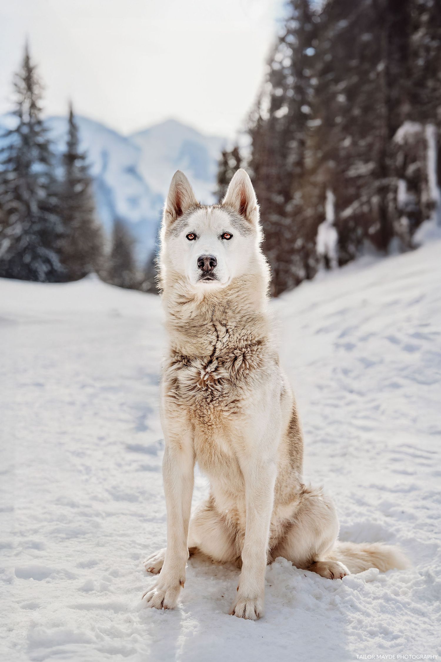 White husky dog sitting alert in deep snow with snow-covered mountains in background.