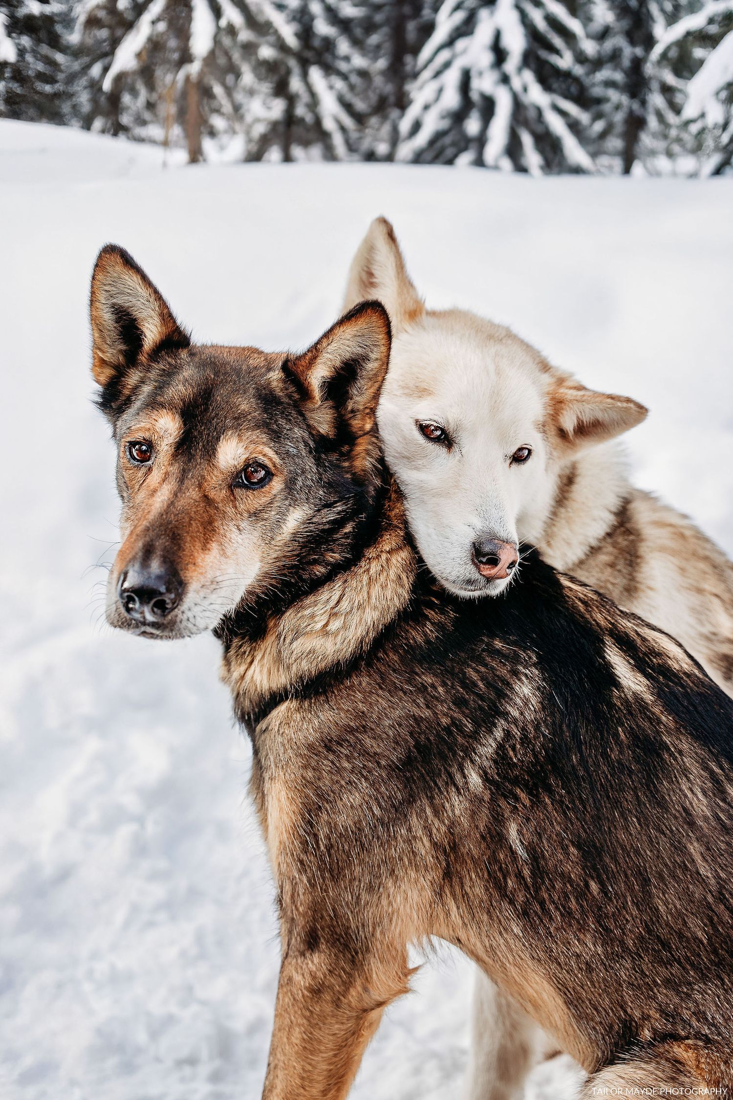 Two dogs, one dark and one light colored, playing together in snowy winter landscape.
