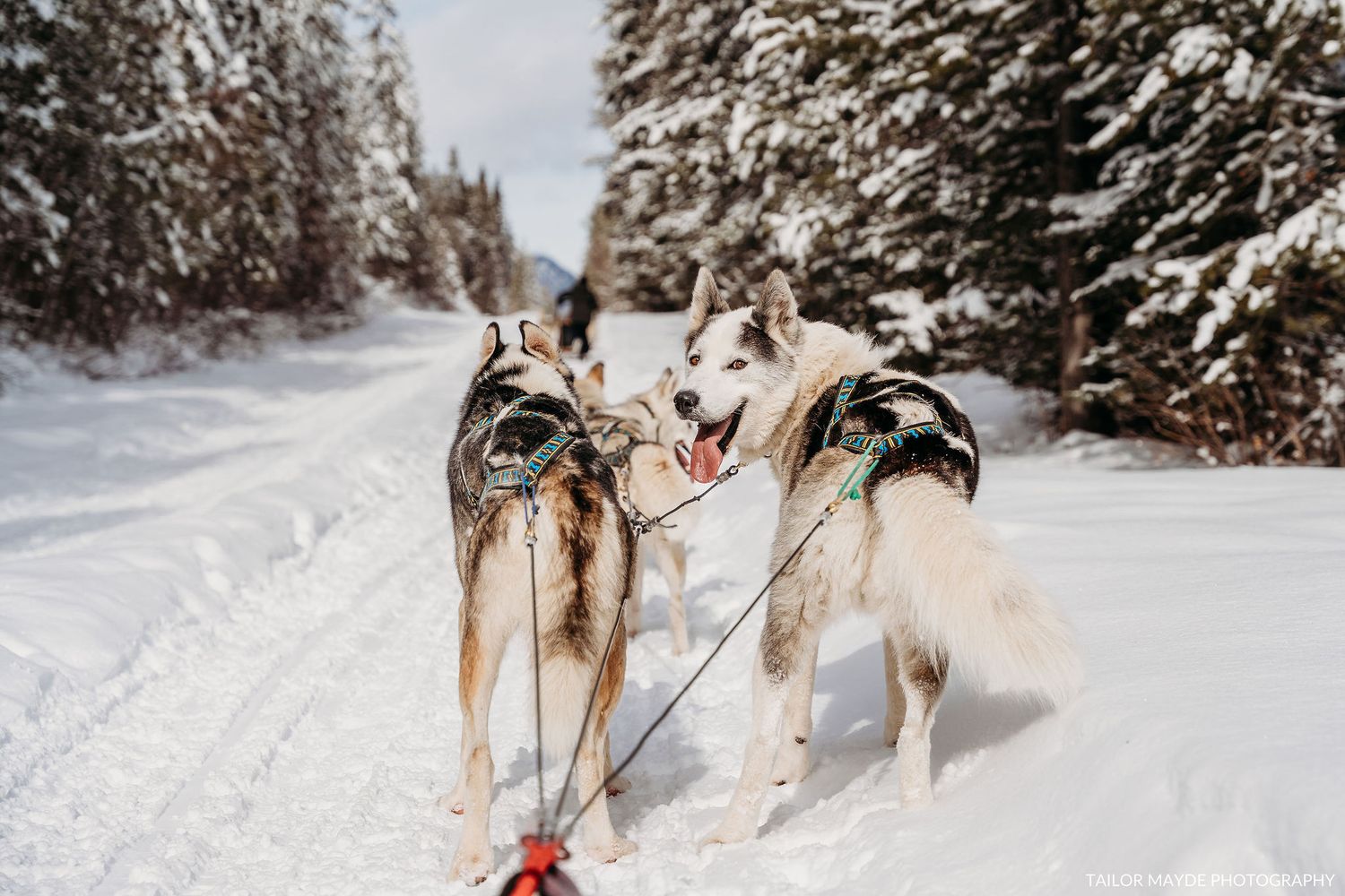 Dog sled team running through snowy forest trail in winter.