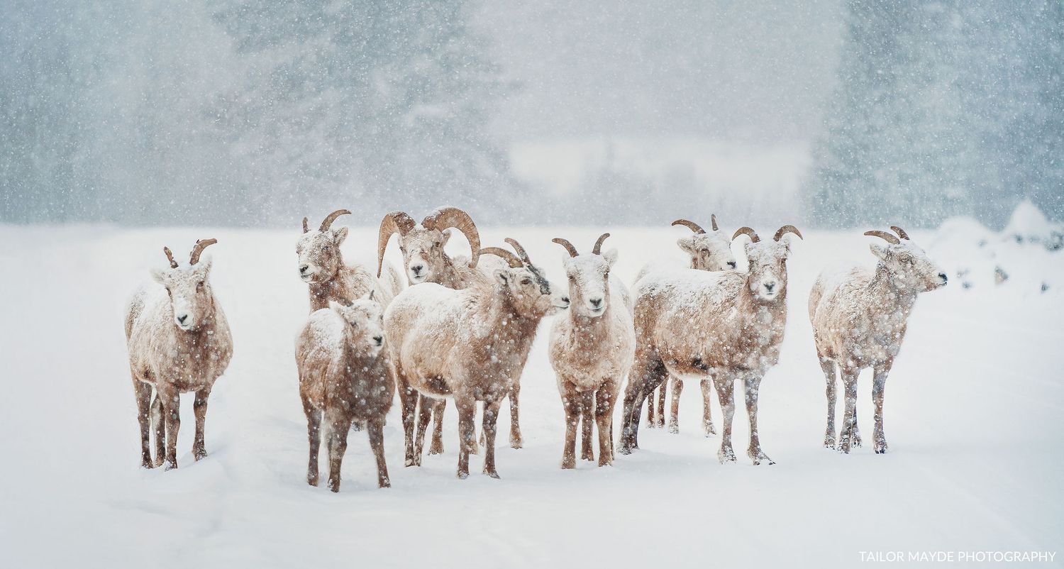 A herd of bighorn sheep standing together in a snowy winter landscape.