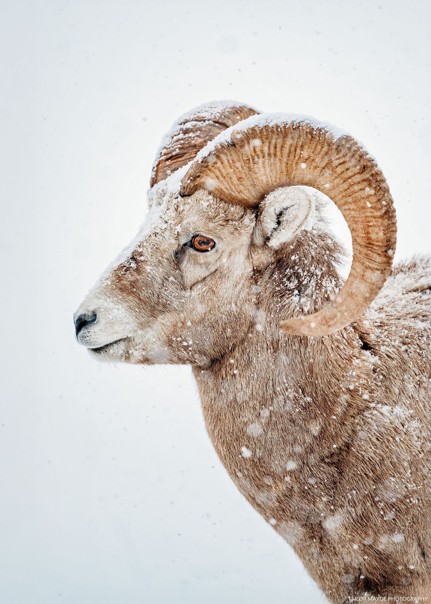 Close-up portrait of a bighorn sheep with snow falling against white background.