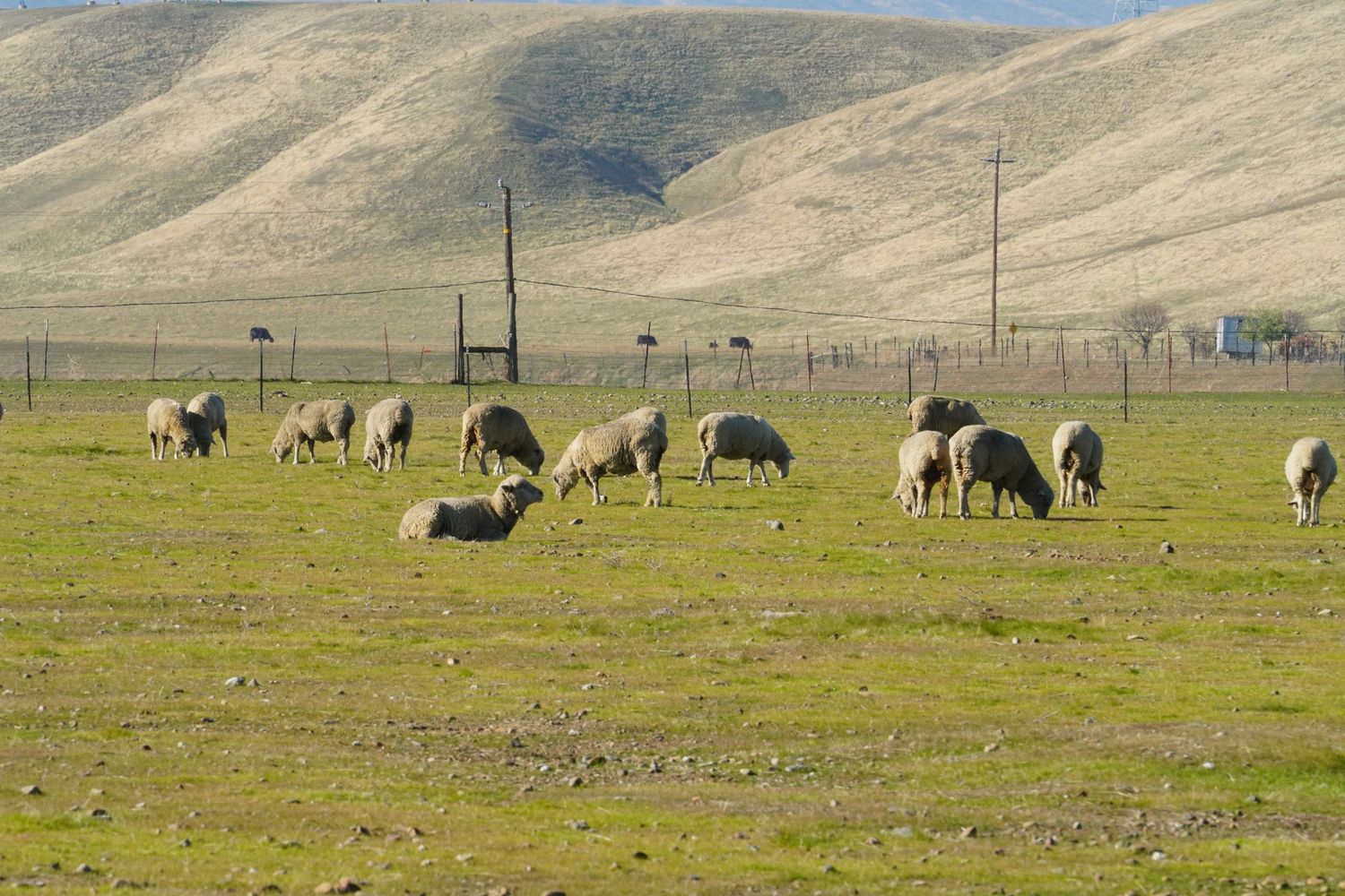A panoramic view of sheep grazing on rolling hills in a vast grassland landscape.