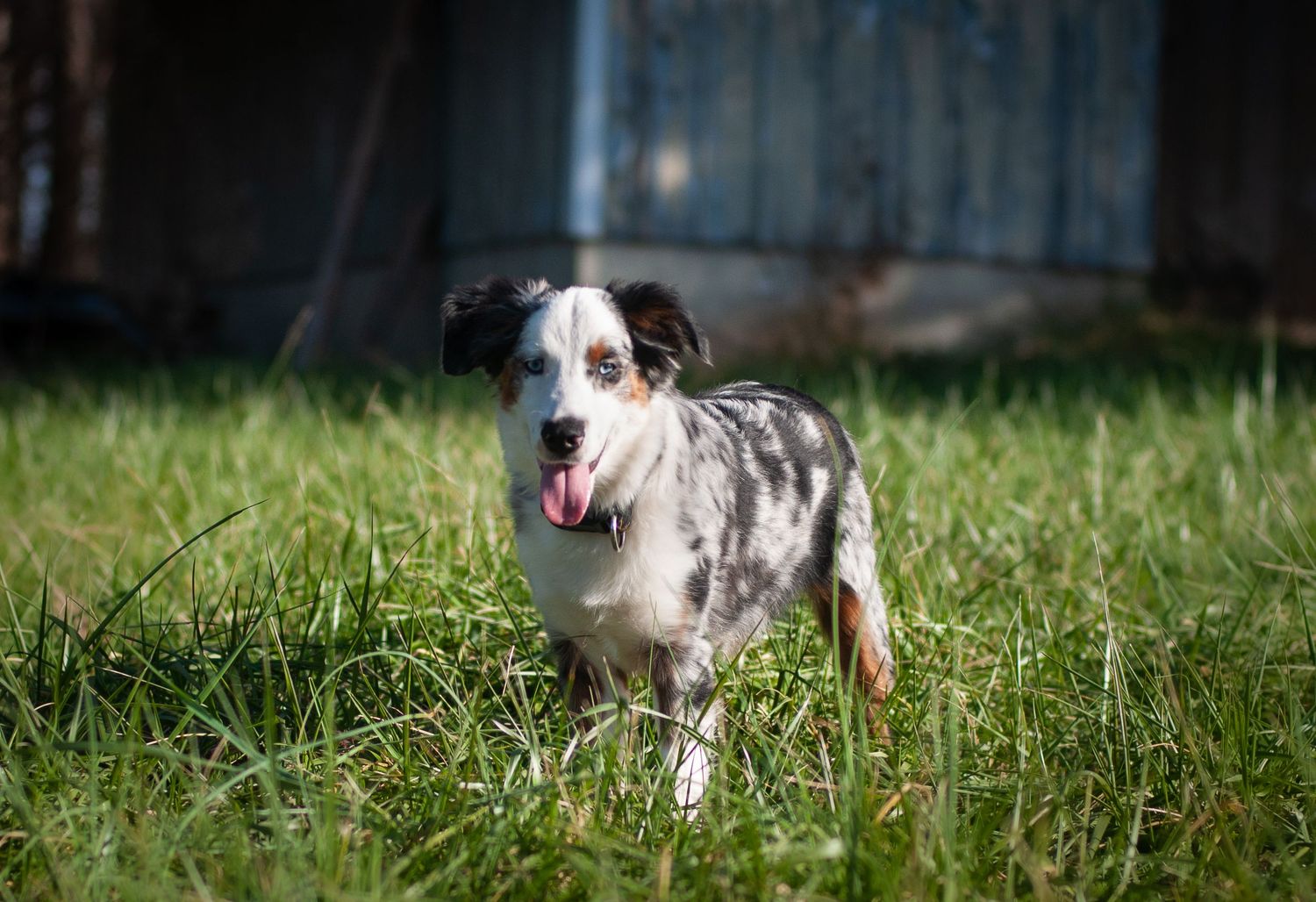 Oakley the Mini Australian Shepherd smiles for his pet portrait in the sun in a field in front of a barn at golden hour